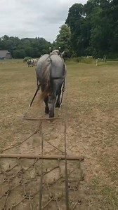 1.4K views · 129 reactions | Our youngest Percheron, Thor has been out chain harrowing this week to help spread manure on the pastures. A chain harrow is a traditional low impact tool that he can pull behind him, which is useful in his training as a farm horse at the Museum. This activity helps teach him while also building his fitness. | Weald & Downland Living Museum | Facebook