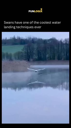 Funlogix | Swans land on water using a remarkably controlled glide that mirrors aircraft physics. As they descend, they fly low and slow with their... | Instagram