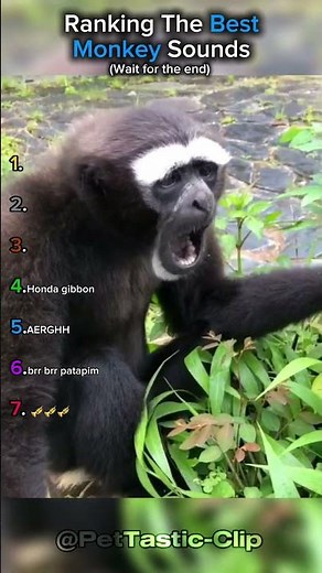 Ranking The Best Monkey Sounds!! 🔊