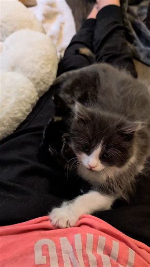 383 reactions · 4 comments | Bugsy's like "... and? 廊" #cats #cat #gato #kittens #babycats #tinykittens #babykittens #cutebabykittens #babyfloof #floof #coicommunity #catsofinstagram | FosterBabyCats | Facebook