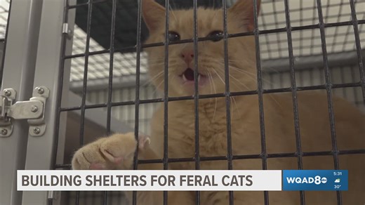 Blue Grass Community Center builds over 100 feral cat shelters for Scott County