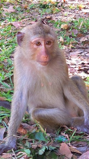 She is very Beautiful | Real Monkey's Life.