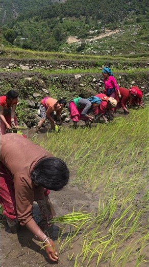 Traditional Paddy Planting by Village Women | Hand Transplanting Rice in a Remote Himalayan Life