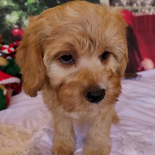 London - Apricot and White Cavapoo Female