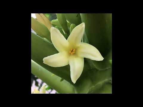 Papayas, como saber si tendré frutos?