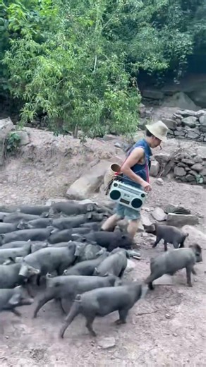 The Real Life of Pig Farming #enjoyrurallife #naturerurallife #rurallife #mycountrylife #pigfarm