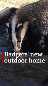 A chance to explore outside and a new home... meet this orphaned Essex badger family. 🦡🦡🦡 #springwatch More wildlife stories from BBC News: bbc.in/2Yk3i5C | BBC Norfolk