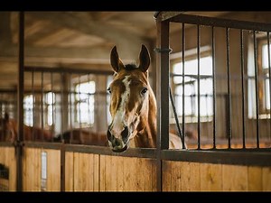 This is how you can clean your horse stalls and stables without stress and effort.