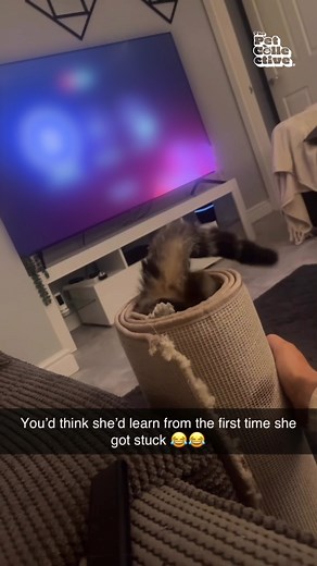 Cats really do let the intrusive thoughts win 😭 (Via - Casey B.) #Cats #CatLife #Fail | Try Not to Laugh