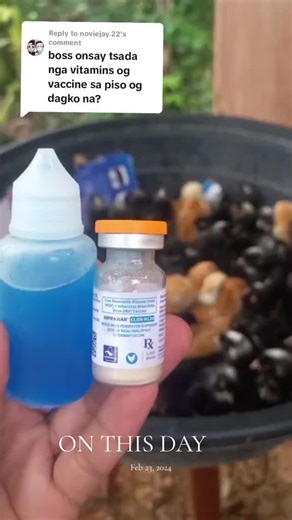 #onthisday #vaccinnation #freerangechicken #biosecurity #preventionisbetterthancure #dominantcz #qualitychicks #kabataangagribizonse #youngfarmerschallenge2021 #sustainability