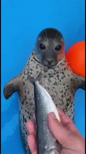 Repas Délicieux du Phoque Un phoque profite d'un poisson et d'un massage du ventre! #fblifestyle #AI Generated using Kling AI . . . (À des fins de divertissement uniquement. Consulter des professionnels si des conseils sur les activités sont présentés. Aucune affiliation à une marque n'est implicite si elle est représentée. Si le contenu s'inspire d'événements réels, des adaptations créatives peuvent être incluses. Le contenu peut inclure des images publiques.) | Femme Heureuse