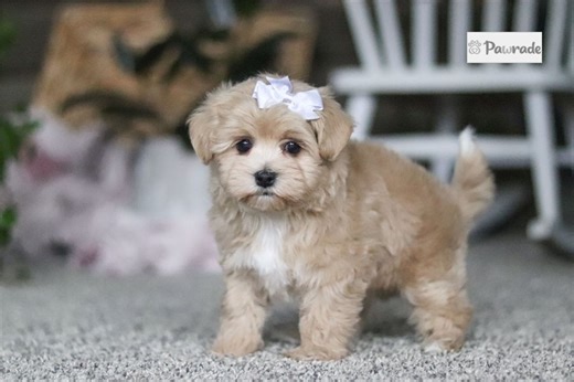 Anna - Havapoo Puppy 04EB14