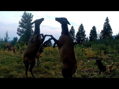 Trail Camera Footage From Idaho's Backcountry | 2026 Week 29