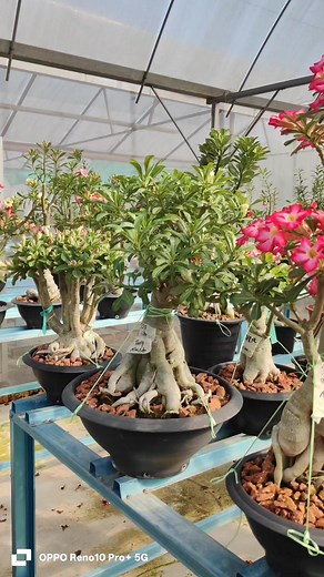 246 reactions · 68 shares | 23/08/2025 11am LIVE 各位好友们早安 有很多美美的花等着你们 等一下我们直播间 希望大家多多分享与支持 感恩 #whatsapp0126932686 ivan 兴旺发~ #富贵花 #沙漠玫瑰 #园艺 #kemboja #adenium #每个人 #所有人 | Khew Kui Min | Facebook