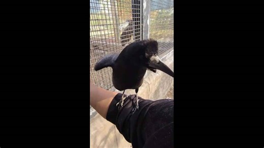 Rook interacts playfully with rescuer inside cage in Hebei, China