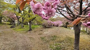 花見散歩善光寺
