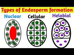 Types of Endosperm formation | Nuclear type, Cellular type, Helobial type | Pravin Bhosale