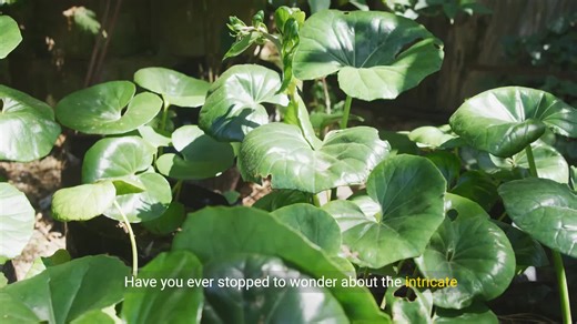 Understanding Plant Anatomy: Pollination & Reproduction