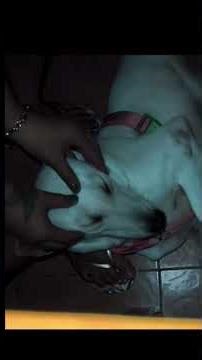 the miracle touch 😆 my facial massage day 😍 #doglife #dog #pets #pamperyourself