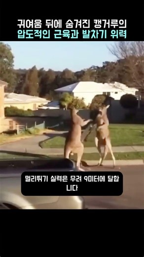 압도적인 근육을 가진 호주 캥거루의 위력 #Animal #귀여운 동물 #Kangaroo #Wild Animal #Muscle