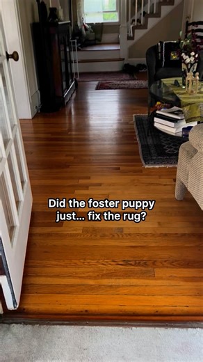 978K views · 218K reactions | Mort is very polite and promises to...