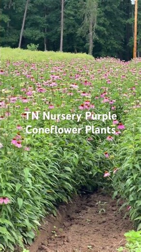 Purple Coneflower Plants Homegrown at TN Nursery