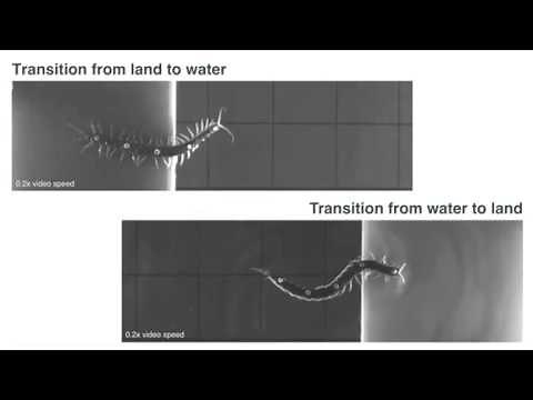 Navigating Land and Water: How Centipedes Walk and Swim