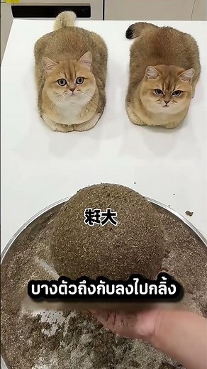All cats become addicted when they see a giant catnip ball! 😻 #cats #funny #viral