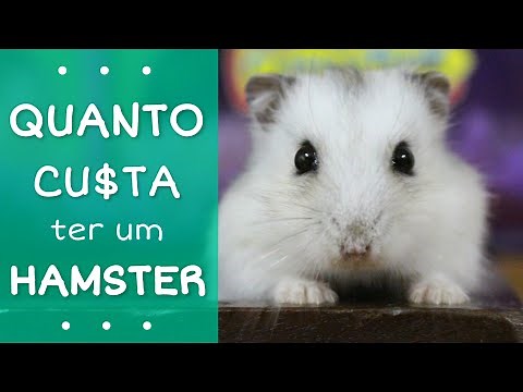 Quanto custa ter um hamster?