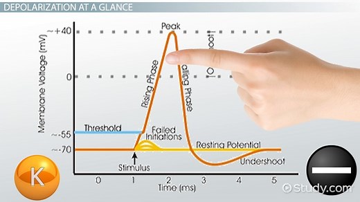 Cell Depolarization | Definition & Overview