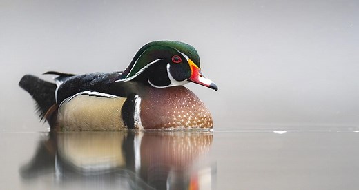 Wood Duck Photos and Videos for, All About Birds, Cornell Lab of Ornithology