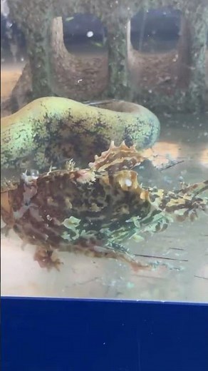 ユニークで独特の形状をしたカエルウオ。泳ぐベタで動きもぎこちない。個体数も少なく、見た事がない人も多いのでは？これは釣ったものを頂きました。要らない魚釣ったらみなべ店で飼育させてください。