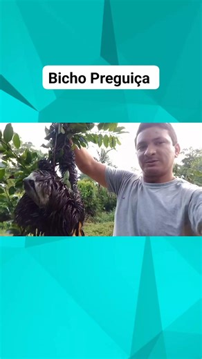 Folivora é uma subordem de mamíferos, da ordem Pilosa, cujas espécies são conhecidas popularmente por preguiça, bicho-preguiça, aí, aígue e cabeluda. São mamíferos arborícolas e estão divididos em dois gêneros, Bradypus e Choloepus. Representam a superordem Xenarthra, juntamente com os tamanduás e tatus (dasipodídeos; clamiforídeos). | Flavio Avelino