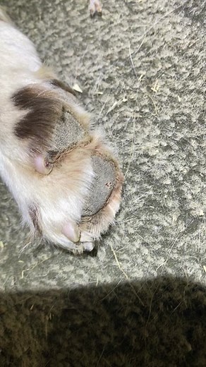 Powerful Springer Gun Dog Training Tips