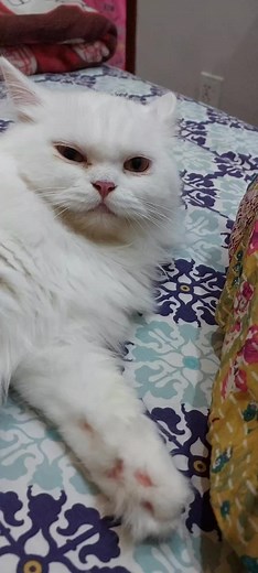 Cute Cat Meow Sounds Compilation