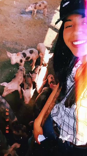 Caring for Pigs: Grooming and Feeding Techniques