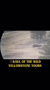 Watching wolves hunt is so interesting and always dangerous for the wolves.  This video is of the Junction Butte Pack wolves chasing bison which ended in a standoff! This video is from 12/5/2021! Winter is here which means it’s great time to book a wildlife watching tour with me! | Kaul of The Wild Yellowstone Tours | Facebook