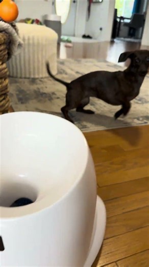 Dachshund and Her Automatic Ball Launcher