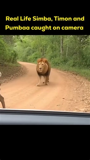 Real Life Simba, Timon and Pumbaa caught on camera #wildlife #animals