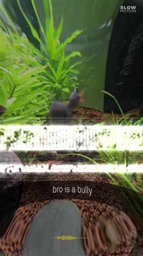 German Blue Ram Dwarf Cichlid Behavior Explained