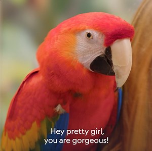 1.3K views | When a parrot refuses to wash itself, it can have serious health implications. Luckily for this parrot, Dr. T has come to her rescue. New Dr. T, Lone Star Vet, Wednesdays at 8pm on National Geographic WILD UK. | National Geographic UK | Facebook