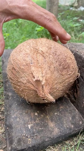 surprise when opening a whole coconut