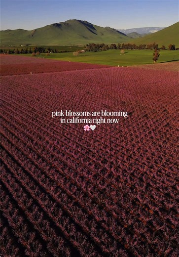 can you believe this is in california? 🥹🌸 these pink blossoms are peach and nectarine trees along the fresno blossom trail, and they only bloom for a short window each spring. 📍 fresno blossom trail ✨ check @Visit Fresno County for the bloom map updates i might be catching the tail end of the season, but it was still so pretty in person. thinking about going back this weekend to see what’s still blooming 👀 would you make the drive for this? #fresno #visitcalifornia #springblooms #californiat
