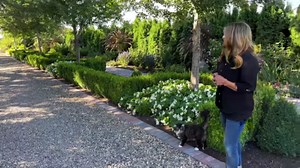 702K views · 7K reactions | Our line of Surefire begonias will grow in the sun, OR the shade! How easy is that! Low maintenance, no deadheading....and foolproof! Click here to see the three colors we offer in this line... pwwin.rs/SFIREbeg24 Garden Answer | Proven Winners | Facebook