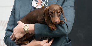 6 Street Style Looks Made Even Better By Dogs