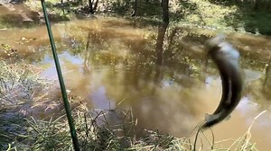The Flood Brought Us a Fish Fry! - Arms Family Homestead | Arms Family Homestead