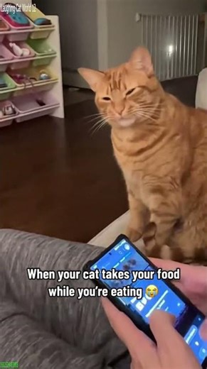Funny Pets 🙀 kitten meowing call 😹 # Episode 4049