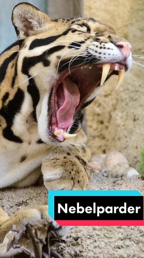 Exploring the Habitat of the Nebelparder