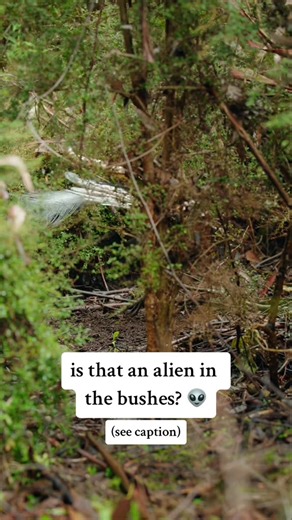 I often get comments about lyrebirds being aliens, but that sound at the end has got to be the most alienlike one yet! I couldn’t ID it myself so I asked an expert what this lyrebird was mimicking. His answer? It’s a mountain brushtail possum 🙌🏼 P.s. I’ve never filmed this particular lyrebird before. He hasn’t developed a full set of feathers yet, so he’s only young. As a result, some of his mimicry was awful! He needs a lot more practice #lyrebird #lyrebirdsound #australia #birds #bird #birdt