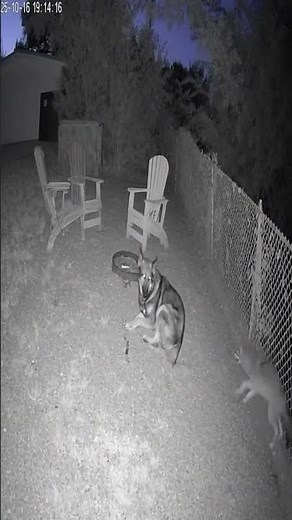 Dog And Raccoon Fights - Caught on Camera